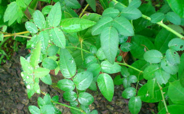 Verde Folhas Verdes